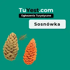 Sosnówka atrakcje turystyczne. Dwie szyszki, jedna jasna, druga pomarańczowa, obok gałązka sosny.