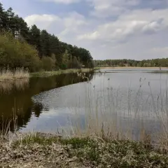 Spokojny kokotek otoczony lasem, z trzcinami na brzegu i odbijającymi się w wodzie chmurami.