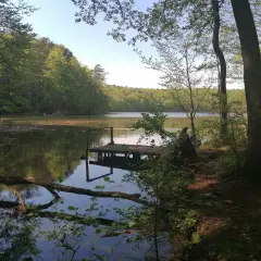 Spokojne jezioro w Torzymiu, z drewnianym pomostem i otaczającym lasem.