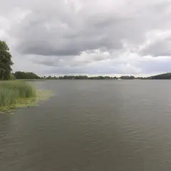 Spokojne jezioro w Budzyniu pod pochmurnym niebem. Na pierwszym planie trzciny i lilie wodne, w oddali zalesione brzegi i zabudowania.