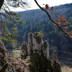 Skaliste ostańce w **Dolinie Prądnika** na tle gęstego lasu. Gałąź z suchymi liśćmi na pierwszym planie.