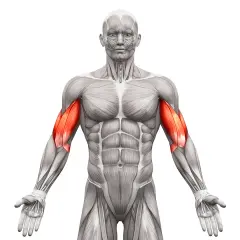 Anatomia mięśni ramion, podkreślająca biceps. Idealne do wizualizacji ćwiczeń na biceps.