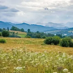 Łąka pełna białych kwiatów, zielone wzgórza i pasmo górskie w oddali. Widok jak z pocztówki z antałówki.