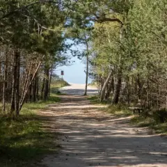 Ścieżka przez las sosnowy prowadzi do plaży. To malownicza jastrzębia góra trasa, idealna na spacer.