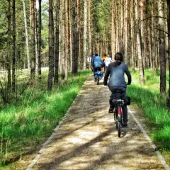 Grupa rowerzystów przemierza malowniczą kaszubską marszrutę wśród sosnowego lasu.