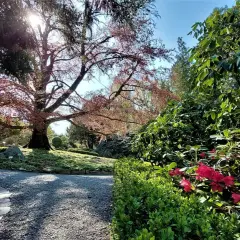Arboretum Wojsławice: wiosną kwitną rododendrony, jesienią zachwyca drzewo o czerwonych liściach. Idealne miejsce na spacer.