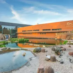 Kolonia pingwinów przy nowoczesnym budynku z napisem "Laguna Bistro & Cafe". Sprawdź zoo Wrocław bilety cennik i odwiedź nas!