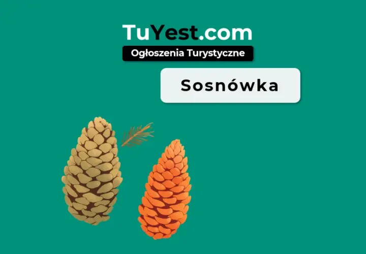 Sosnówka atrakcje turystyczne. Dwie szyszki, jedna jasna, druga pomarańczowa, obok gałązka sosny.