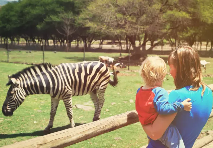 Mama z dzieckiem oglądają zebrę w zoo. W tle inne zwierzęta i drzewa.