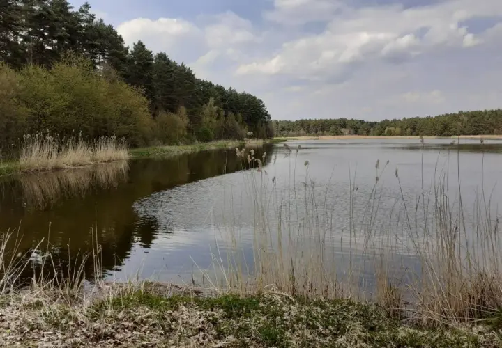 Spokojny kokotek otoczony lasem, z trzcinami na brzegu i odbijającymi się w wodzie chmurami.