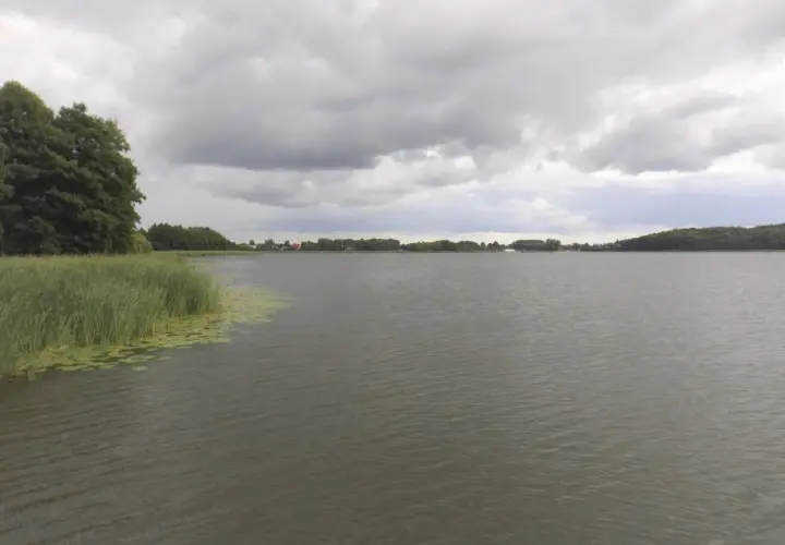 Spokojne jezioro w Budzyniu pod pochmurnym niebem. Na pierwszym planie trzciny i lilie wodne, w oddali zalesione brzegi i zabudowania.
