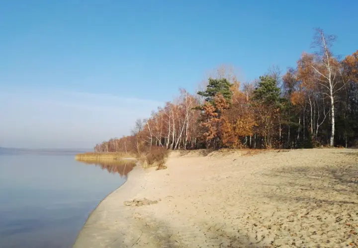 Jesienny brzeg jeziora z piaszczystą plażą i lasem. Drzewa w barwach złota i brązu, jakby ubrane w jesienną włosienicę.