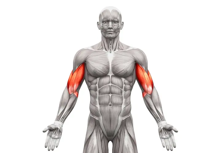 Anatomia mięśni ramion, podkreślająca biceps. Idealne do wizualizacji ćwiczeń na biceps.