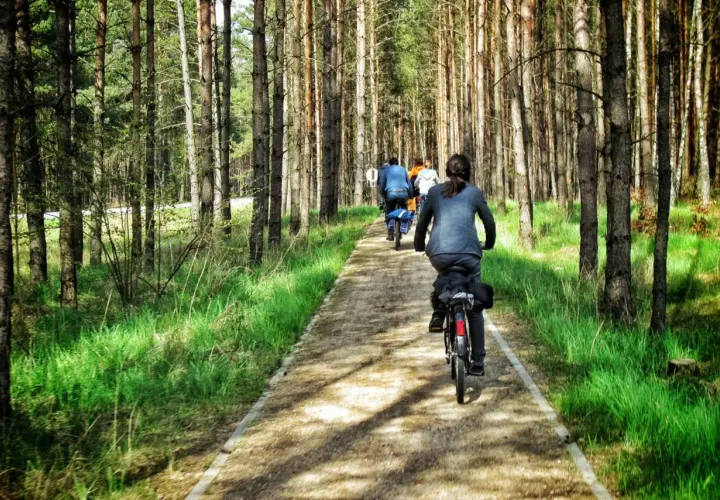 Grupa rowerzystów przemierza malowniczą kaszubską marszrutę wśród sosnowego lasu.