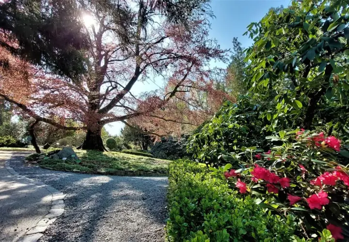 Arboretum Wojsławice: wiosną kwitną rododendrony, jesienią zachwyca drzewo o czerwonych liściach. Idealne miejsce na spacer.