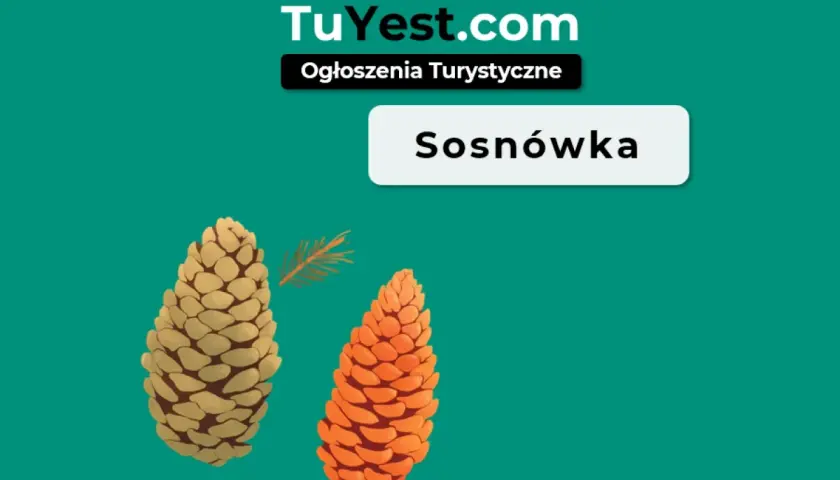 Sosnówka atrakcje turystyczne. Dwie szyszki, jedna jasna, druga pomarańczowa, obok gałązka sosny.