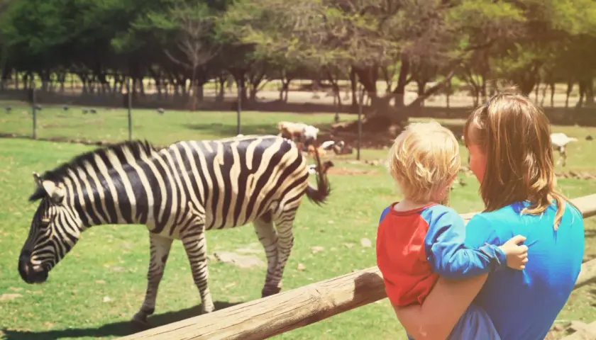 Mama z dzieckiem oglądają zebrę w zoo. W tle inne zwierzęta i drzewa.