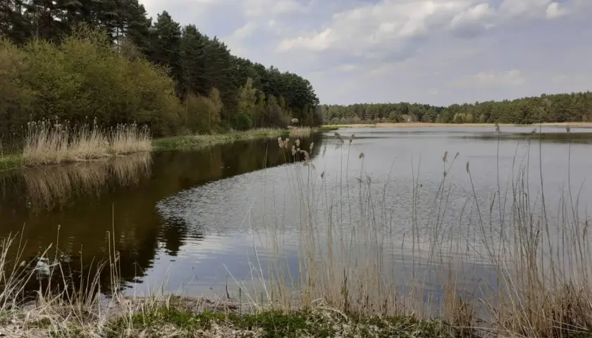Spokojny kokotek otoczony lasem, z trzcinami na brzegu i odbijającymi się w wodzie chmurami.