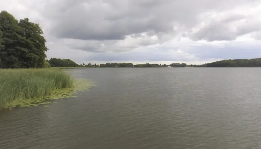 Spokojne jezioro w Budzyniu pod pochmurnym niebem. Na pierwszym planie trzciny i lilie wodne, w oddali zalesione brzegi i zabudowania.