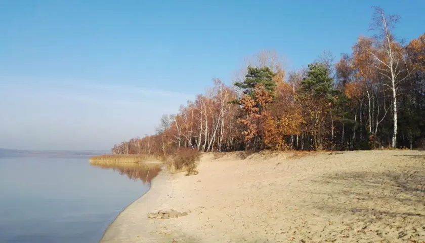 Jesienny brzeg jeziora z piaszczystą plażą i lasem. Drzewa w barwach złota i brązu, jakby ubrane w jesienną włosienicę.
