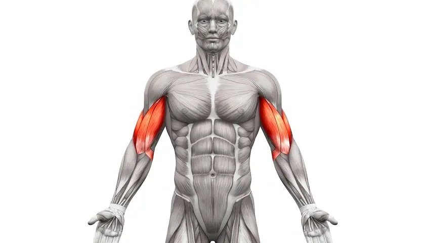 Anatomia mięśni ramion, podkreślająca biceps. Idealne do wizualizacji ćwiczeń na biceps.