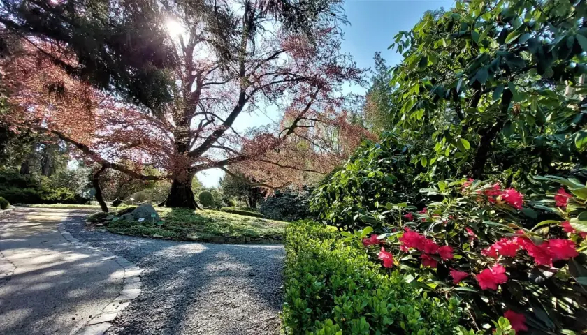 Arboretum Wojsławice: wiosną kwitną rododendrony, jesienią zachwyca drzewo o czerwonych liściach. Idealne miejsce na spacer.