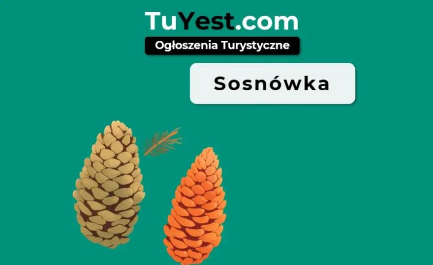 Sosnówka - Co zobaczyć? Plan zwiedzania bez pośpiechu