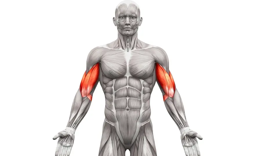 Najlepsze ćwiczenia na biceps - Jak trenować i nie marnować serii?