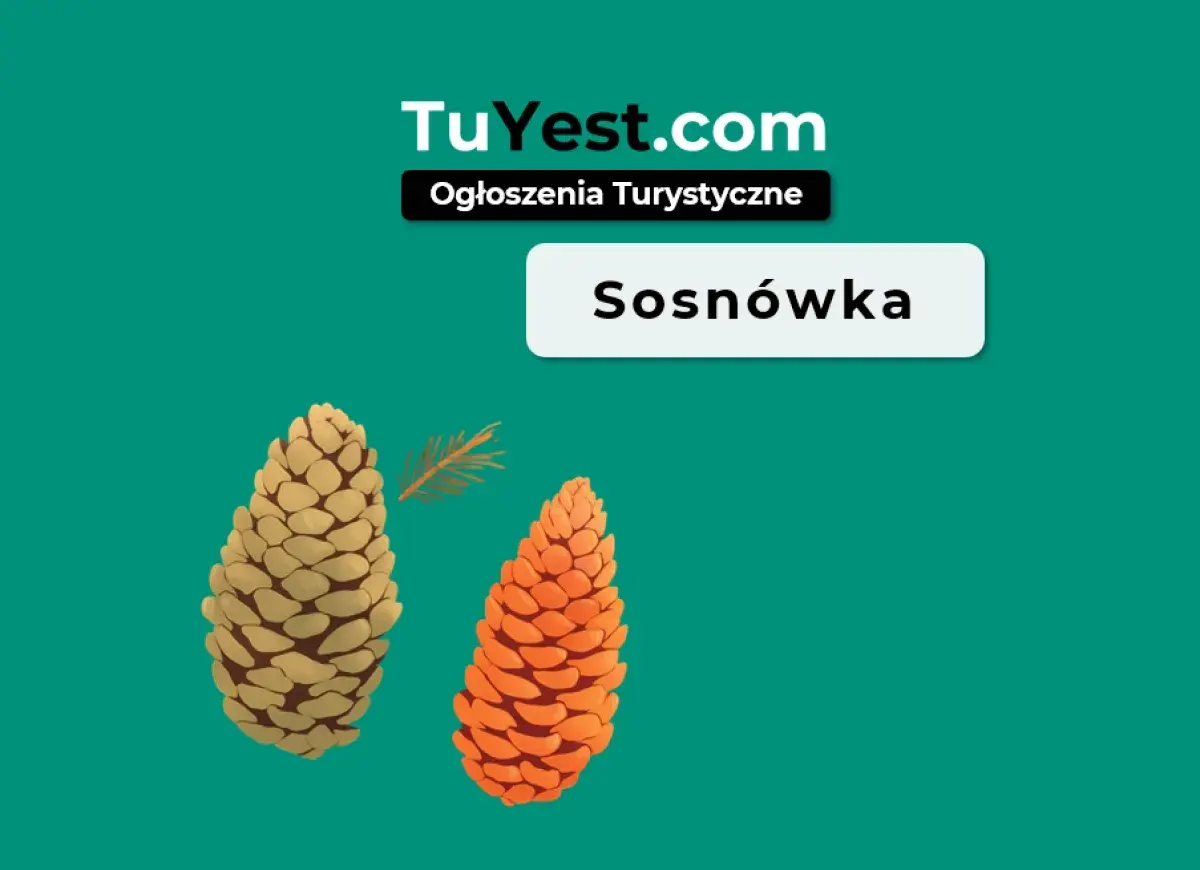 Sosnówka atrakcje turystyczne. Dwie szyszki, jedna jasna, druga pomarańczowa, obok gałązka sosny.