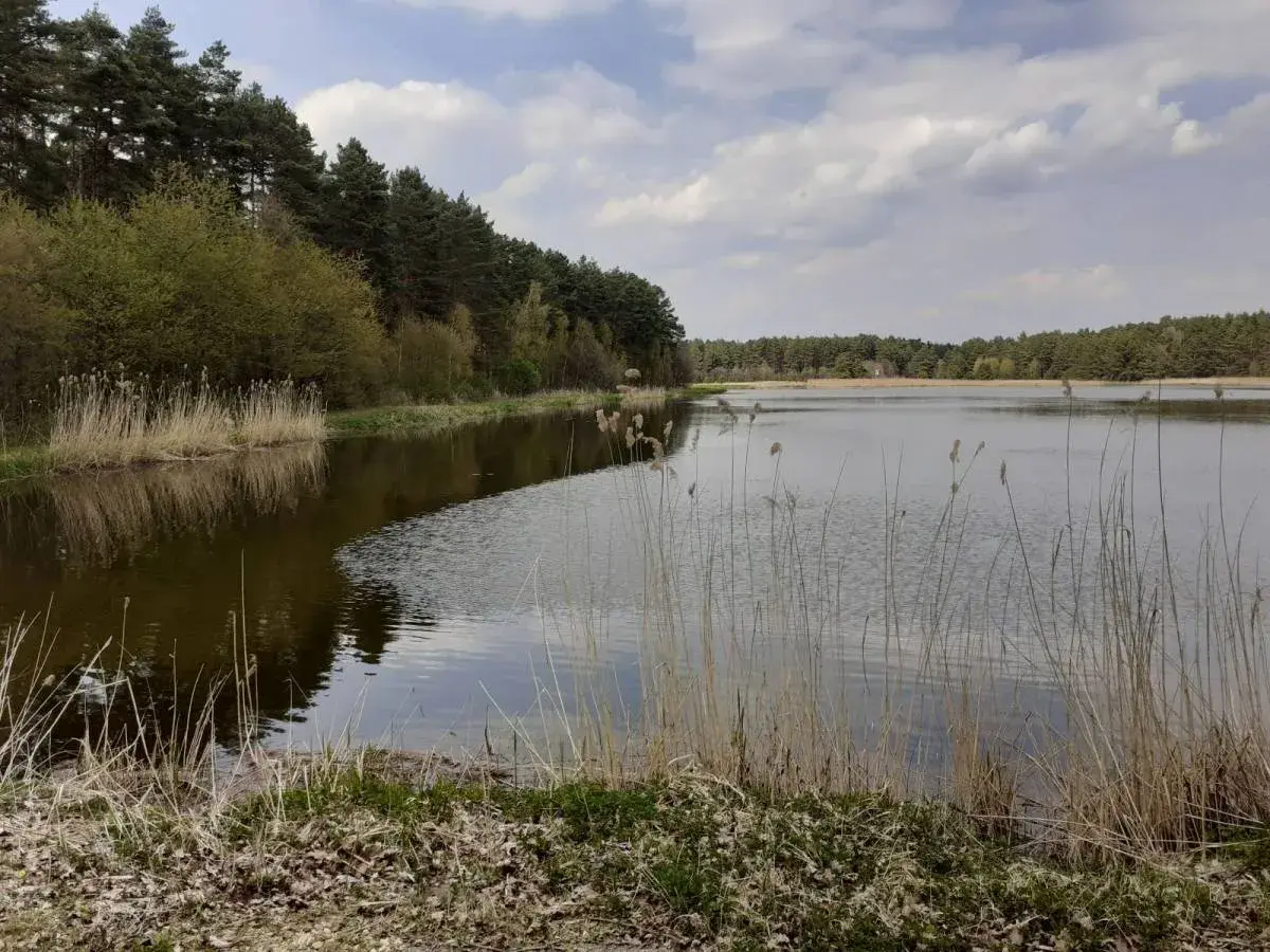 Spokojny kokotek otoczony lasem, z trzcinami na brzegu i odbijającymi się w wodzie chmurami.