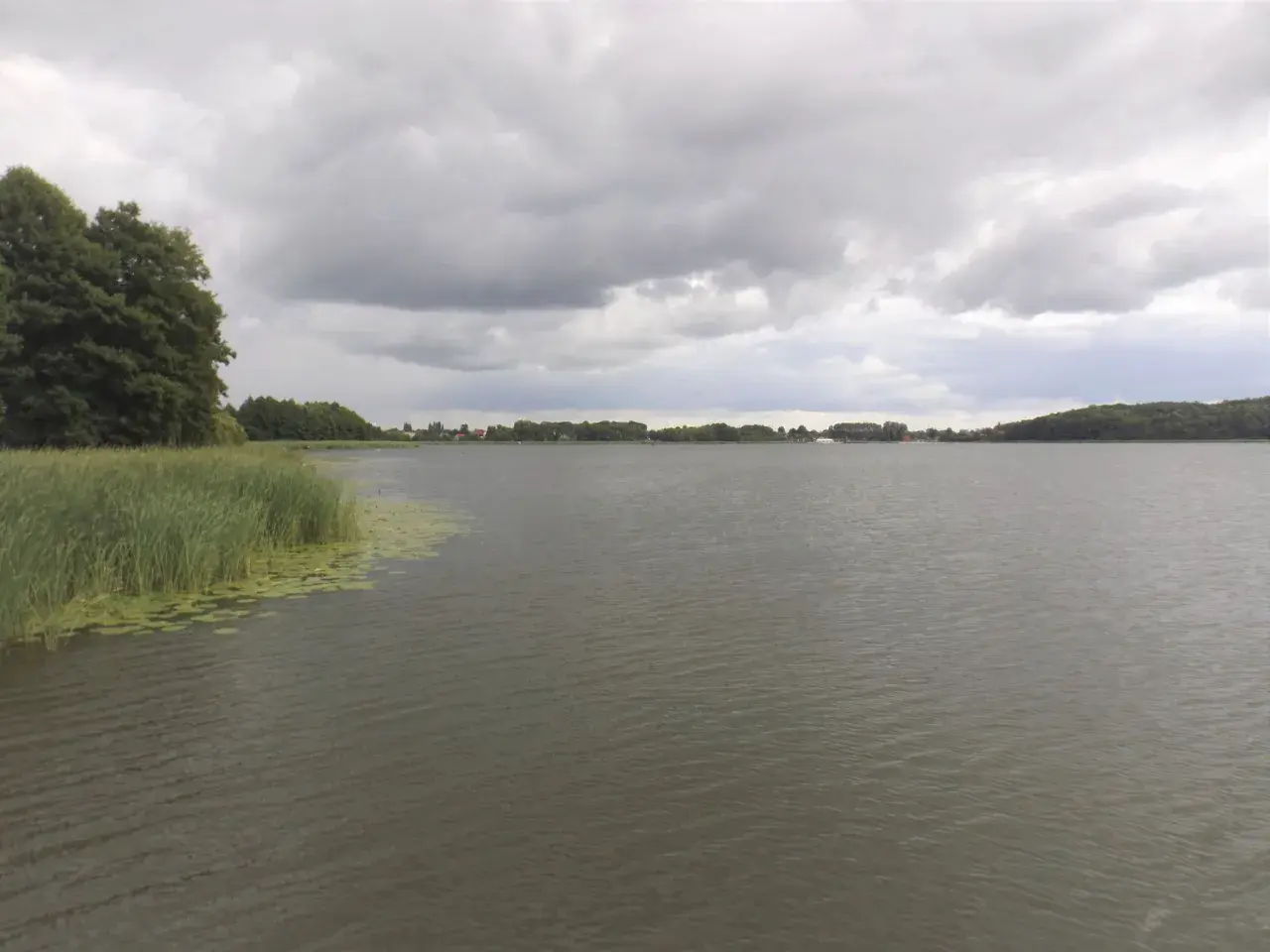 Spokojne jezioro w Budzyniu pod pochmurnym niebem. Na pierwszym planie trzciny i lilie wodne, w oddali zalesione brzegi i zabudowania.