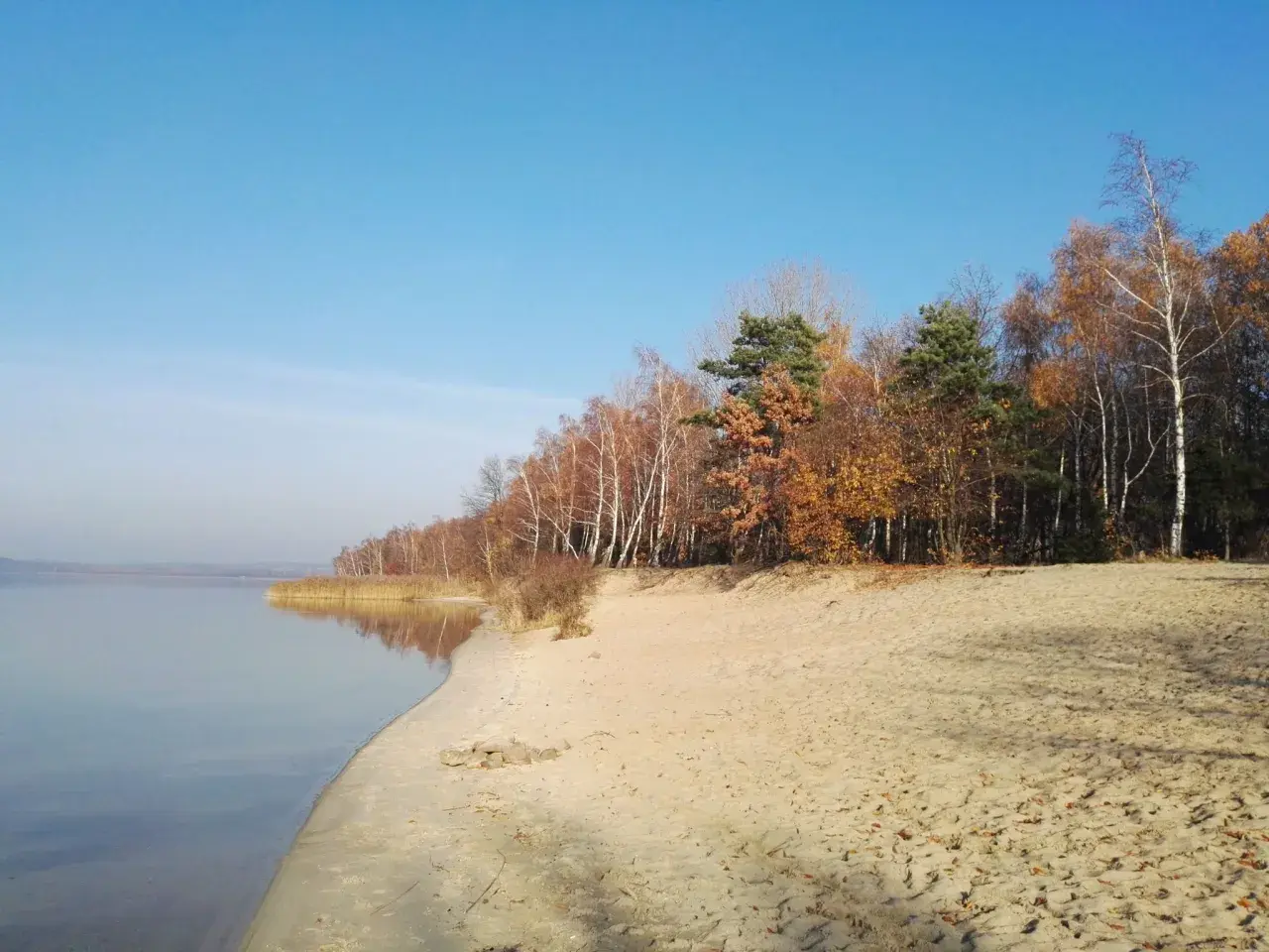 Jesienny brzeg jeziora z piaszczystą plażą i lasem. Drzewa w barwach złota i brązu, jakby ubrane w jesienną włosienicę.