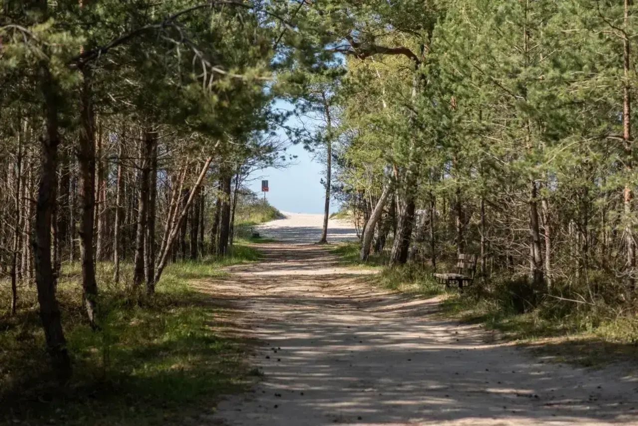 Ścieżka przez las sosnowy prowadzi do plaży. To malownicza jastrzębia góra trasa, idealna na spacer.