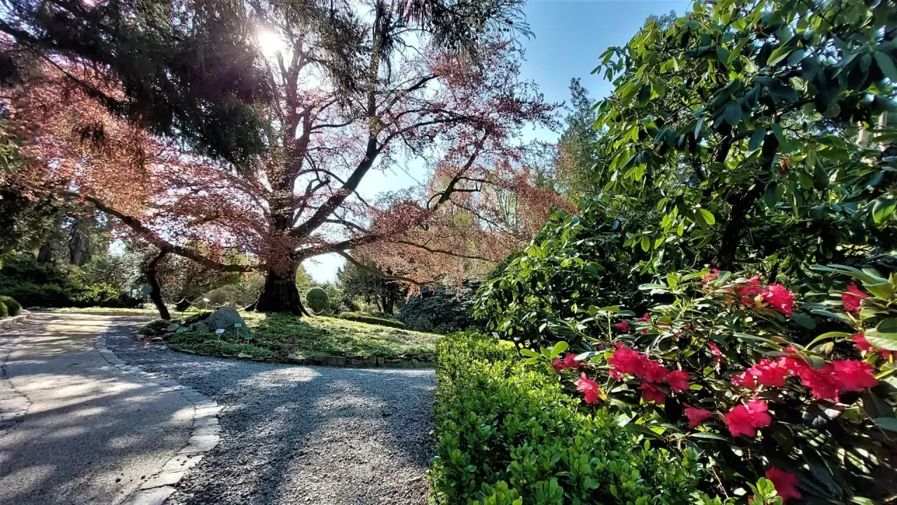 Arboretum Wojsławice: wiosną kwitną rododendrony, jesienią zachwyca drzewo o czerwonych liściach. Idealne miejsce na spacer.