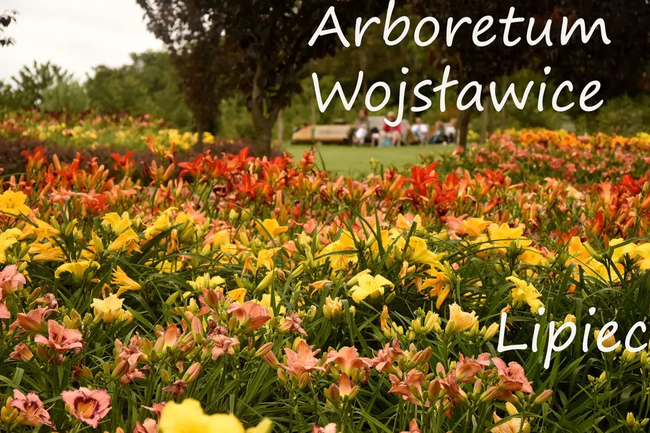 Arboretum Wojsławice w lipcu zachwyca kwitnącymi liliowcami. Warto odwiedzić to miejsce w tym miesiącu, by podziwiać feerię barw.