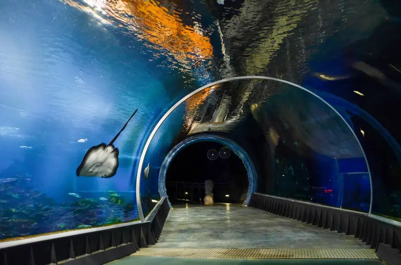Podwodny tunel w oceanarium we Wrocławiu, gdzie płaszczka pływa obok ławicy ryb. Sprawdź oceanarium wrocław cennik i zaplanuj wizytę!