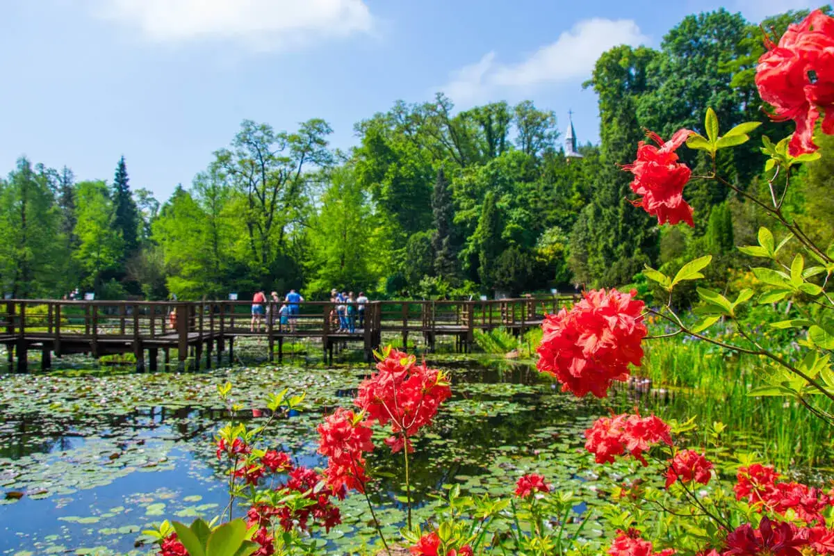Piękny park z kwitnącymi rododendronami, stawem pełnym lilii wodnych i drewnianym mostkiem. Wspaniałe bolesławice atrakcje przyciągają spacerowiczów.