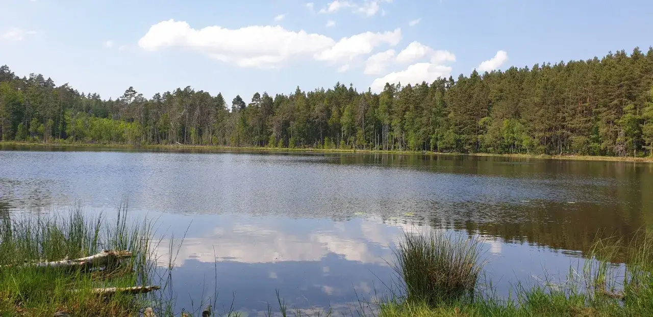 Spokojne jezioro odbija chmury i gęsty las. Wokół rośnie trawa i widać powalone drzewo. Piękny widok na borowo.